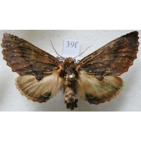 Ptilodon capucina (Linnaeus, 1758) male Wiechetka wielbłądka Czech39f